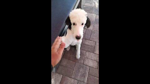 Luna the Sheepadoodle is so loving... And sneaky too!