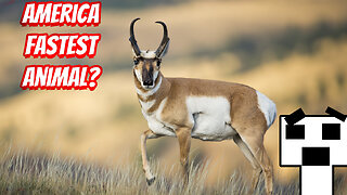 THE FASTEST ANIMALS FOUND WORLDWIDE!