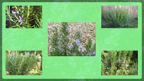 4. {Rosemary/Alecrim} helps to treat gastritis and depression (Rosmarinus officinalis)