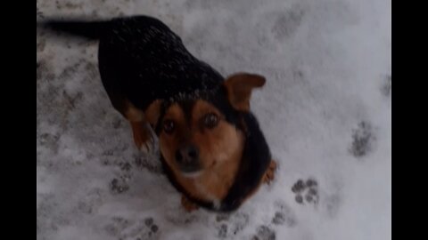 My dog Rico love Winter