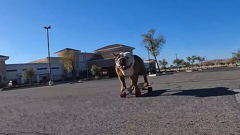 Skateboarding Bulldog Is Living His Best Life