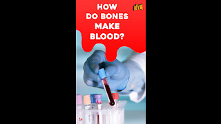 How Do Bones Make Blood? *