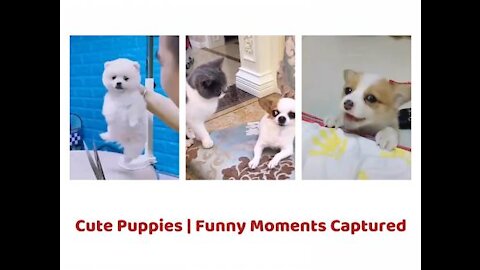 Cute Baby Dogs Funny Videos Compilation | Funny Dog Videos