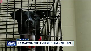 From prison to her forever home, meet the dog trained by inmates in Erie County