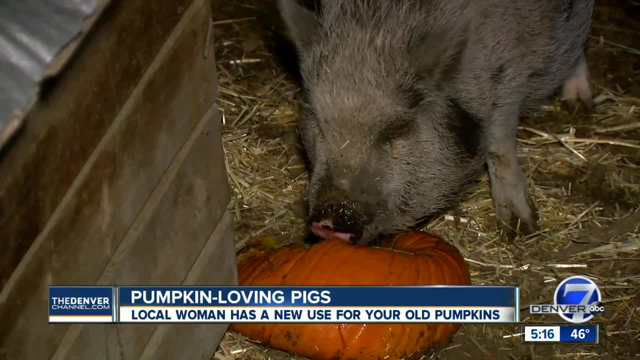 Ranch in Lafayette seeking pumpkin donations as food for farm animals