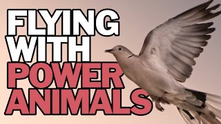Flying With Power Animals
