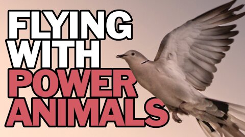Flying With Power Animals