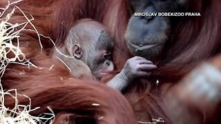 Prague Zoo welcomes baby orangutan