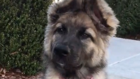 Cute Puppy With Elephant-Like Floppy Ears Catches Wifi Signal