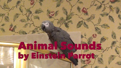 Parrot performs vast array of various animal sounds