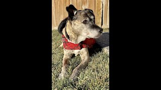 Senior dog sun worshiping