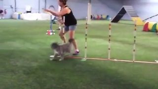 Woman Falls At Dogs’ Obstacle Course