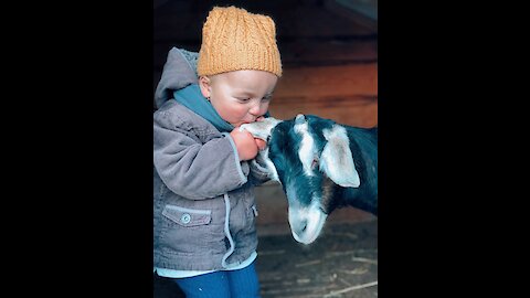 Adorable toddler playing with her goat friend