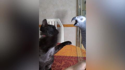 A Cat And A Parrot Get Into A Fight