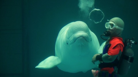 Japanese Whisperer Teaches Beluga Whale To 'Talk'