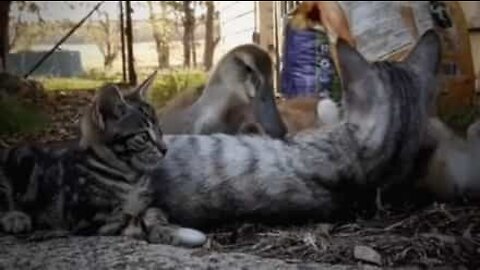 Unlikely (and adorable) friendship between an abandoned duck and... kittens