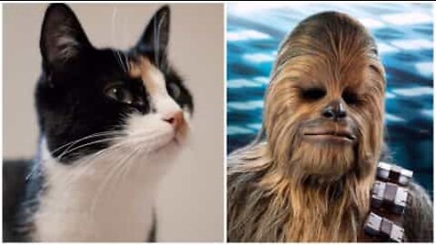 May the purr be with you! Cute feline makes a noise similar to Chewbacca from the Star Wars movies