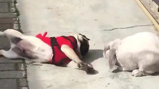 Pug puppy embraces bunny rabbit friendship