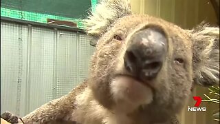Australia: Koalas under critical care amid bushfires