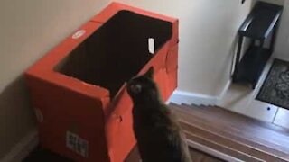 Gato aprende a descer as escadas de forma super eficiente