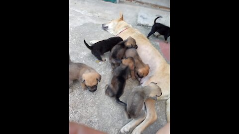 These puppies live in the same barn, watch the ending video!.