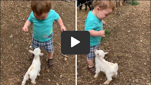 New baby goat adorably wants to befriend little boy