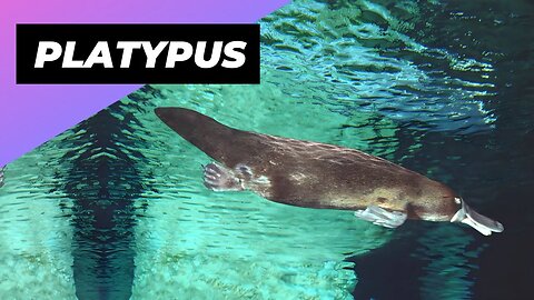 Platypus 🦫 The Animal With a Duck Bill and Beaver Tail! #shorts