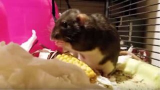 Rato educado limpa a boca no guardanapo durante refeição