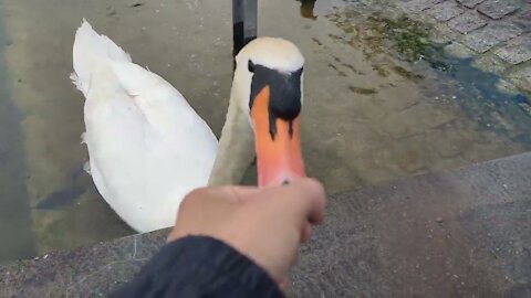 Feeding Swans and Pigeons In The Park