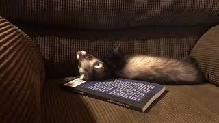 Little ferret is excited about her new book