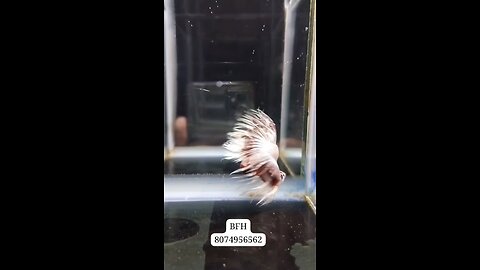 Snow white Red Dragon King Crown tail Breeding pair