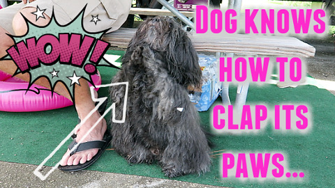 Dog can Clap