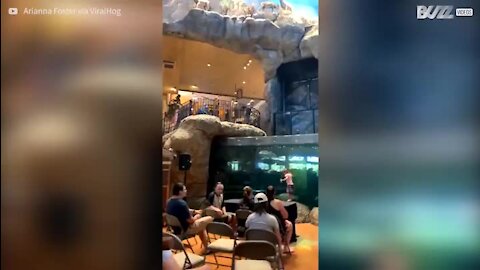 Homem mergulha num aquário cheio de peixes