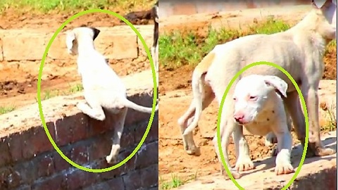 Watch crazy Puppies activites Be different from any other puppy you’ve ever met