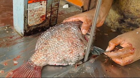 Delicious Giant Tialpia Fish Fast Cutting By Machine In Fish Market l Fish Cutting Skills