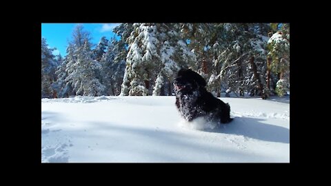 How To Train a Dog in the Snow | Newfoundland dog in the snow