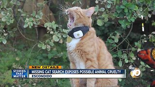 Missing cat search exposes possible animal cruelty case
