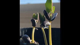Bean Plant - Time Lapse