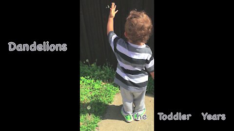 Blowing Dandelions (Simple Toddler Entertainment)