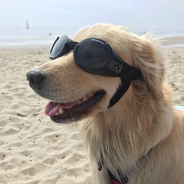Golden Retriever Wearing Sunglasses at the Beach