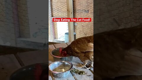 Stop Eating The Cat Food // #shorts / #chickens / #homesteading