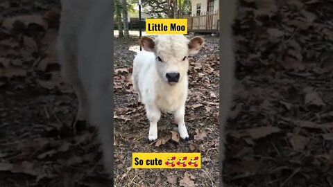 little moo moo||Little moo||cow mooing sound effect||#Gigox #Shorts #Viral