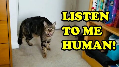 🆕cats Talking Like Humans Videos Cats Talking Like Humans Video