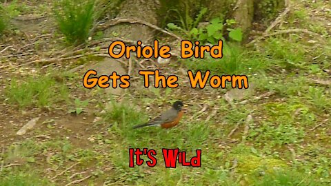 Oriole Bird Gets The Worm – It’s Wild