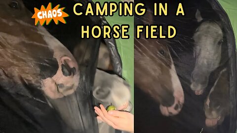 Camping In My Nosy Horses’ Field *CHAOTIC*