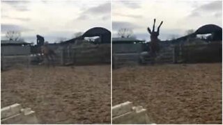 Häst misslyckades när den hoppar över hage