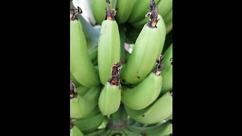 The growth of the banana is remarkable
