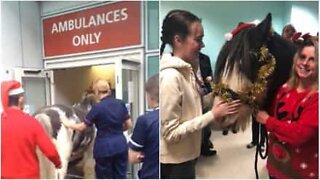 Hest besøger sin ejer på hospitalet