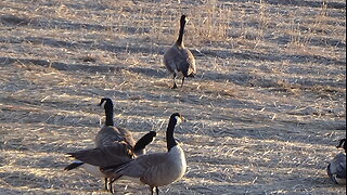 4월 [알래스카 여행] "페어뱅크스에 다시 찾아 온 캐나다 거위 - Canada Goose 들" [알래스카 오로라 체이싱 치나리버체험 개설매 빙하 디날리국립공원 북극권 여행]