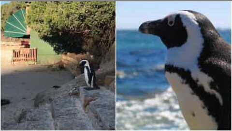 Un pinguino che ha fretta di fare un tuffo!